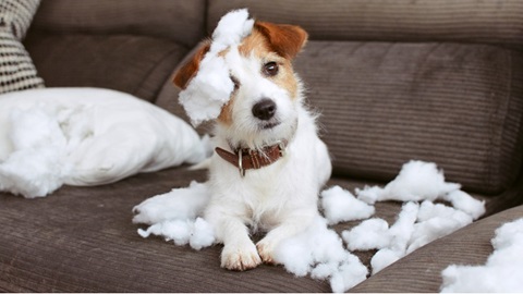 hondje heeft zetel kapot gemaakt